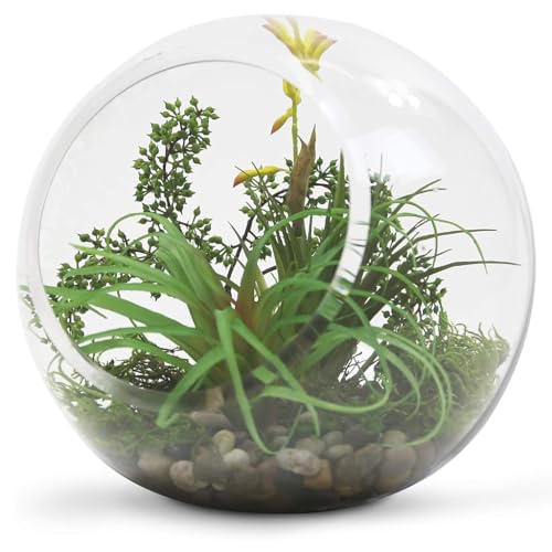 HASTHIP® Plant Terrarium Display Glass Tabletop Succulen HASTHIP® Plant Terrarium Display Glass Tabletop Succulen